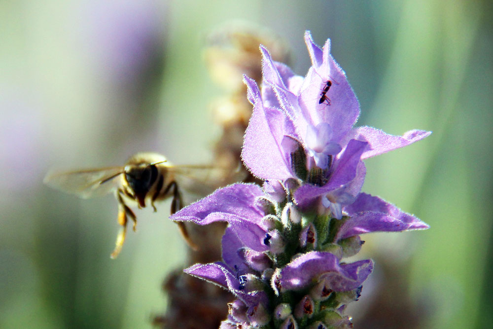 bee-lavender-ant by Stephanie Morgan