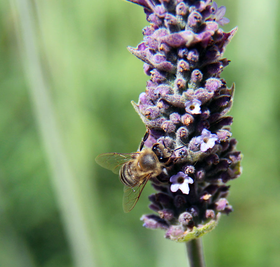 bee2 by Stephanie Morgan