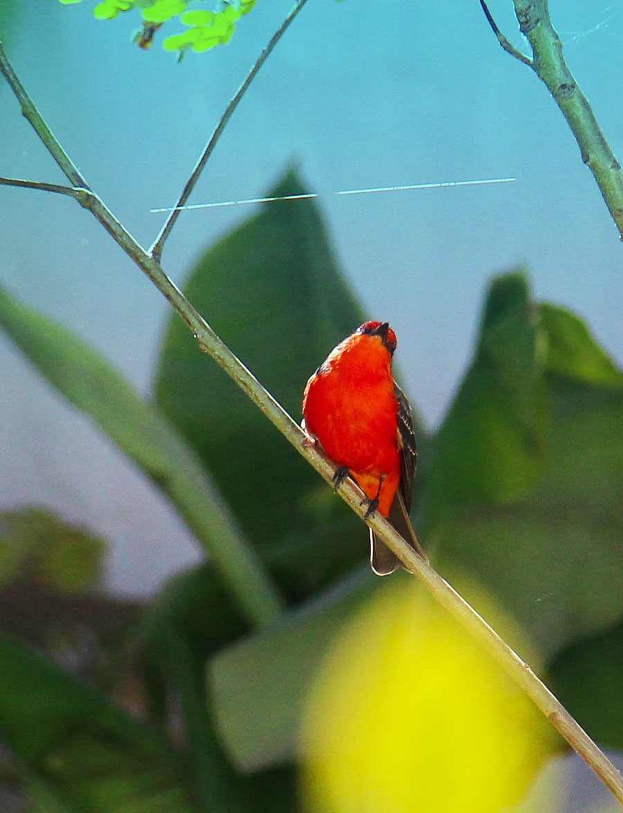 bird by Stephanie Morgan