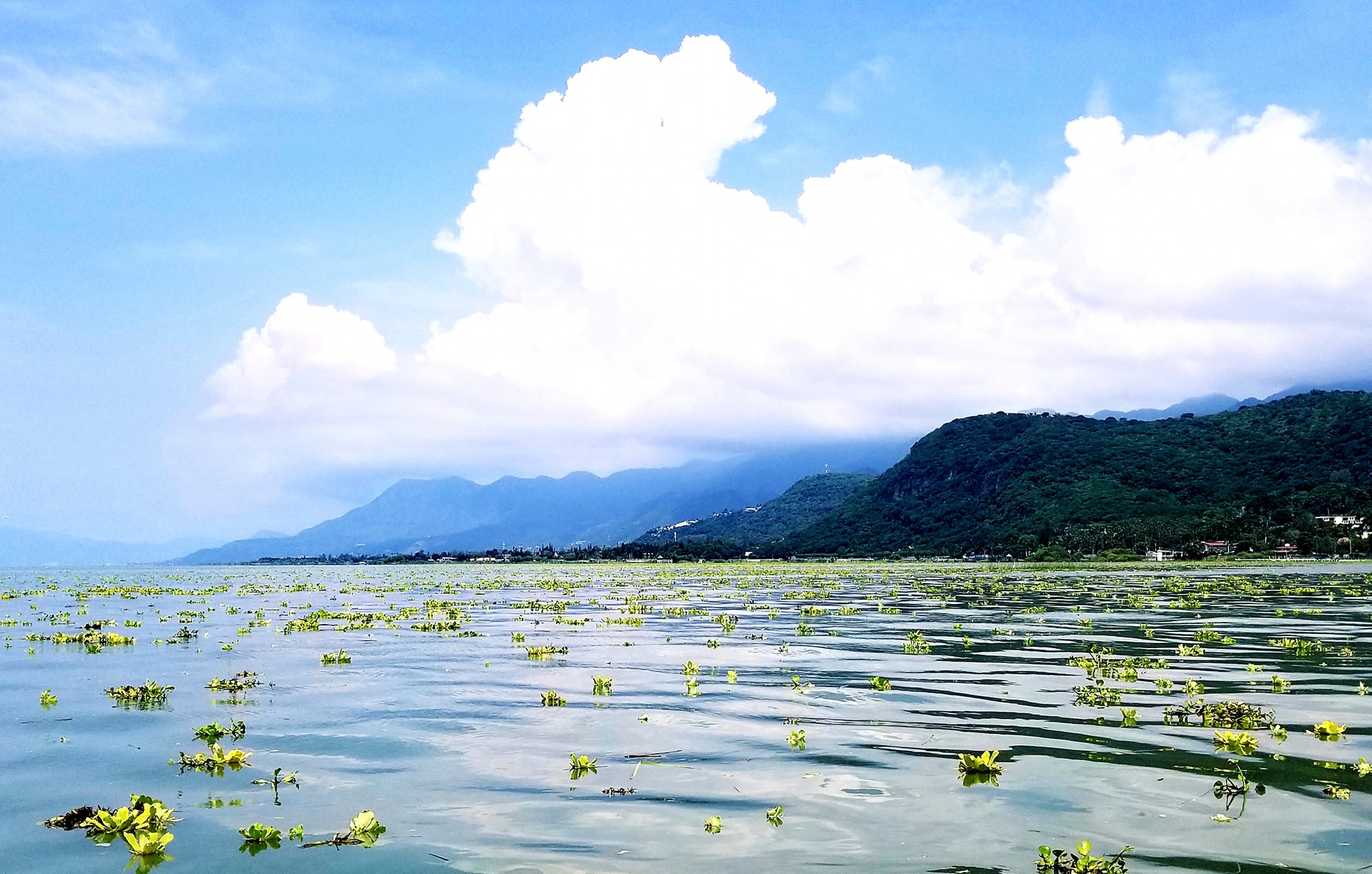chapala by Stephanie Morgan