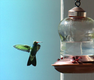 hummer by Stephanie Morgan