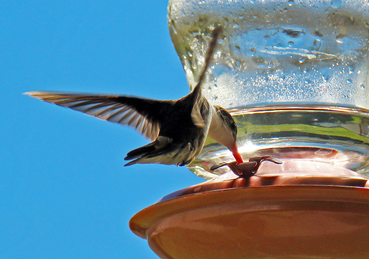 hummer2 by Stephanie Morgan
