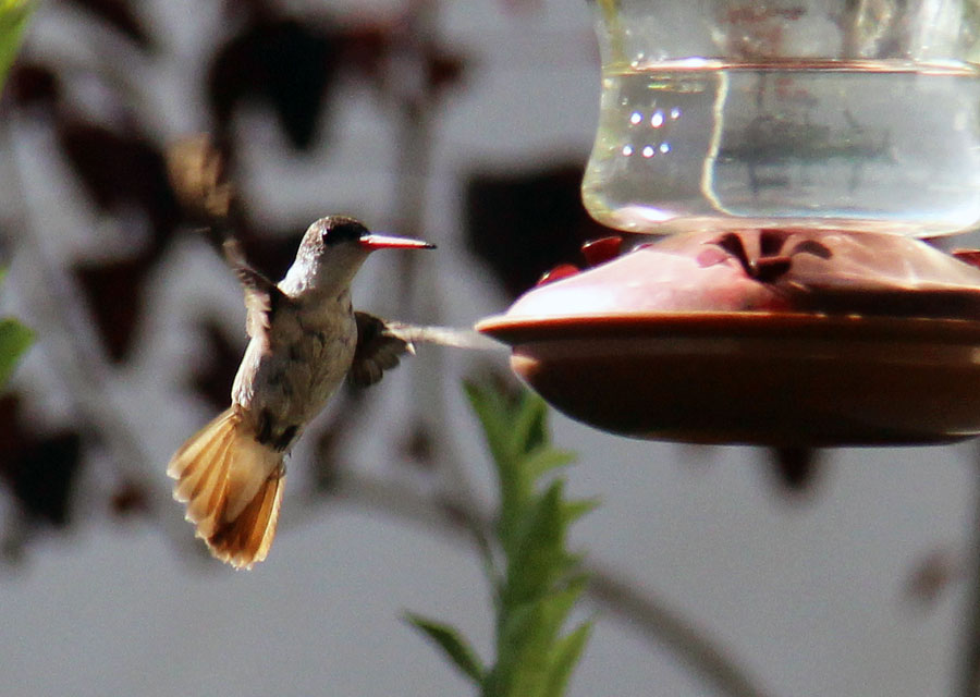 hummer022619-2 by Stephanie Morgan