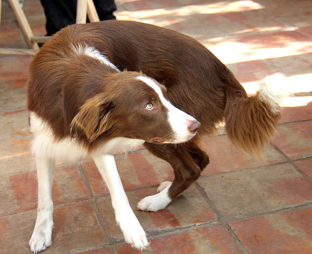 Red Border Collie by Stephanie Morgan