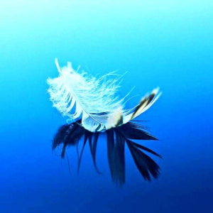 Blue Feather